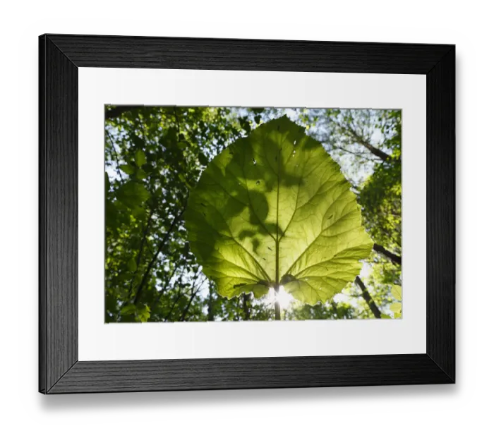 Framed Print : Butterbur (Petasites hybridus syn. Petasites officinalis), Germany, Europe Framed Print : Butterbur (Petasites hybridus syn. Petasites officinalis), Germany, Europe