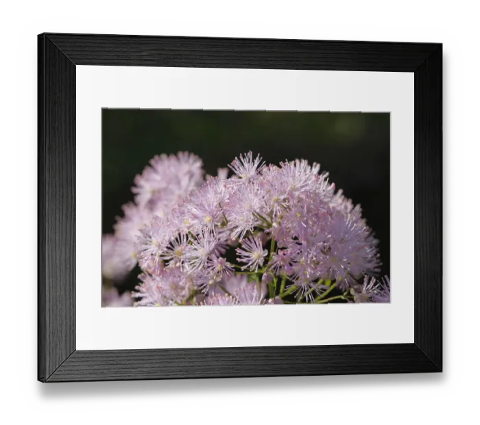 Framed Print : Meadow rue (Thalictrum aquilegiifolium), Bavaria, Germany, Europe Framed Print : Meadow rue (Thalictrum aquilegiifolium), Bavaria, Germany, Europe