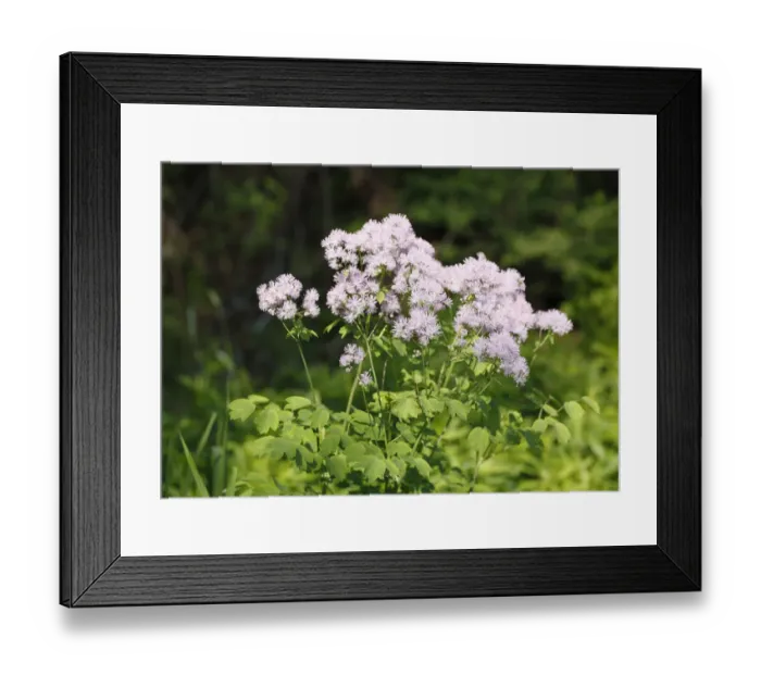 Framed Print : Meadow rue (Thalictrum aquilegiifolium), Bavaria, Germany, Europe Framed Print : Meadow rue (Thalictrum aquilegiifolium), Bavaria, Germany, Europe