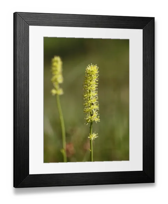 Framed Print : Tofields Asphodel (Tofieldia calyculata), Upper Bavaria, Bavaria, Germany, Europe