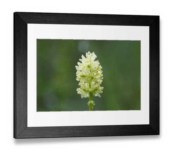 Framed Print : Tofields Asphodel (Tofieldia calyculata), Upper Bavaria, Bavaria, Germany, Europe Framed Print : Tofields Asphodel (Tofieldia calyculata), Upper Bavaria, Bavaria, Germany, Europe