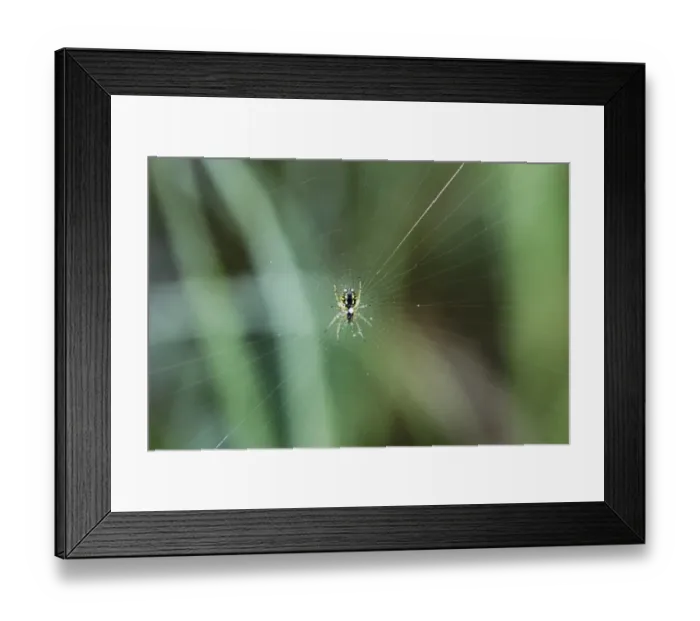 Framed Print : Wasp Spider (Argiope bruennichi) on web, Upper Bavaria, Bavaria, Germany, Europe Framed Print : Wasp Spider (Argiope bruennichi) on web, Upper Bavaria, Bavaria, Germany, Europe