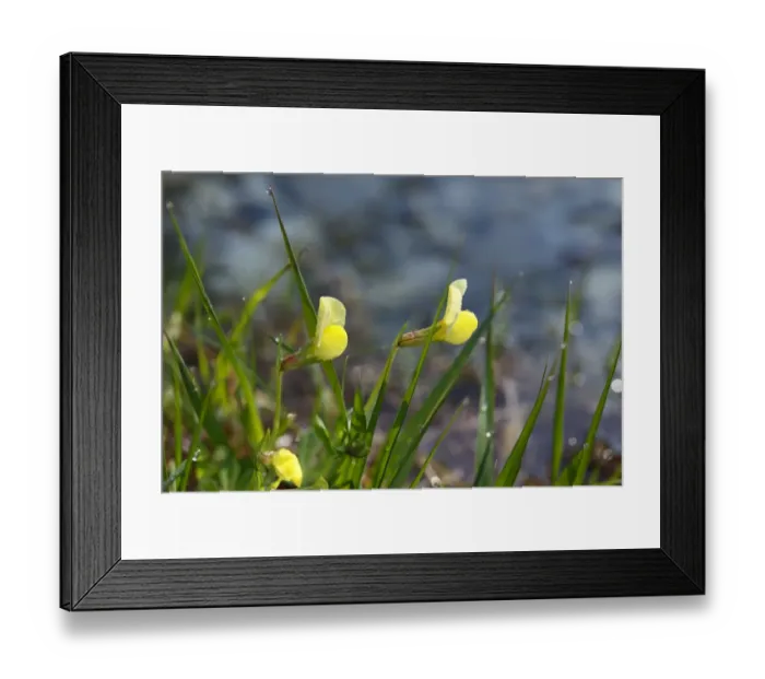Framed Print : Pea-Asparagus (Lotus maritimus), Upper Bavaria, Bavaria, Germany, Europe Framed Print : Pea-Asparagus (Lotus maritimus), Upper Bavaria, Bavaria, Germany, Europe