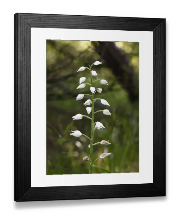 Framed Print : White Helleborine (Cephalanthera damasonium), Bavaria, Germany, Europe