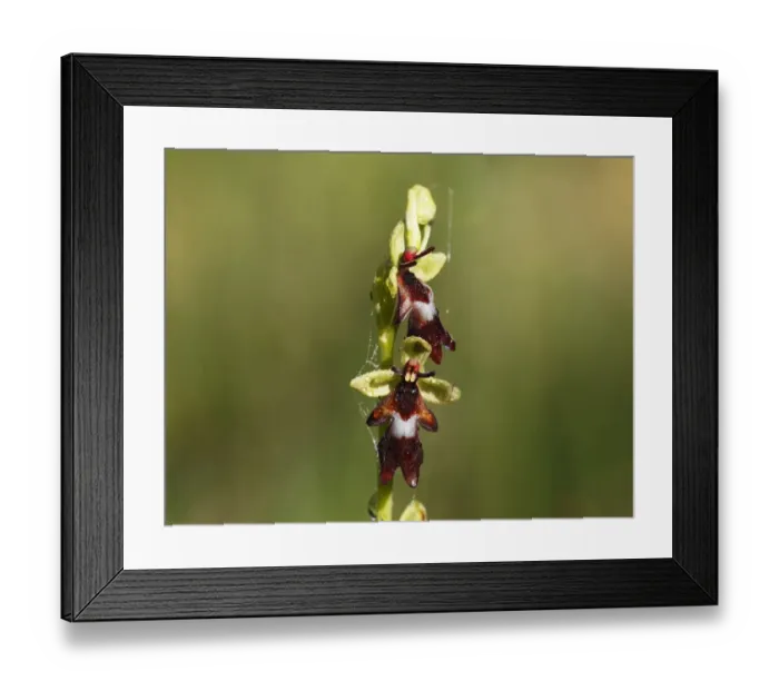 Framed Print : Fly Orchid (Ophrys insectifera), Isar river flood plains, Upper Bavaria, Bavaria, Germany, Europe Framed Print : Fly Orchid (Ophrys insectifera), Isar river flood plains, Upper Bavaria, Bavaria, Germany, Europe