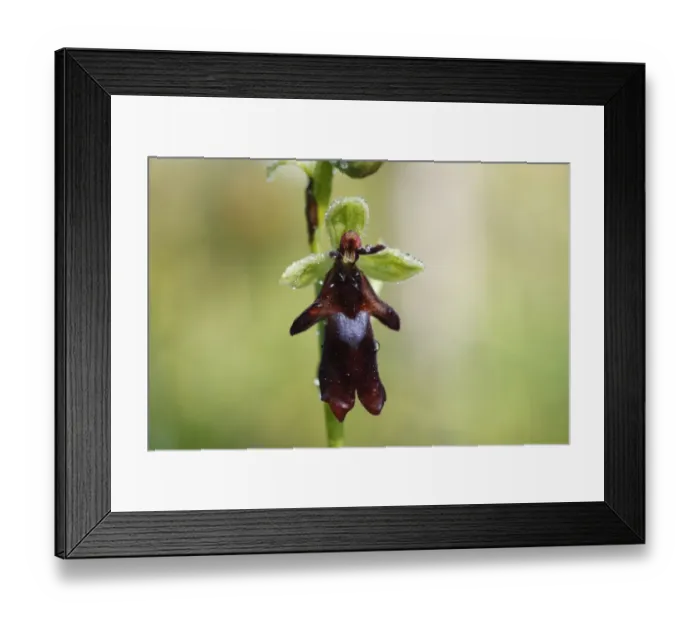 Framed Print : Fly Orchid (Ophrys insectifera), Isar river flood plains, Upper Bavaria, Bavaria, Germany, Europe Framed Print : Fly Orchid (Ophrys insectifera), Isar river flood plains, Upper Bavaria, Bavaria, Germany, Europe