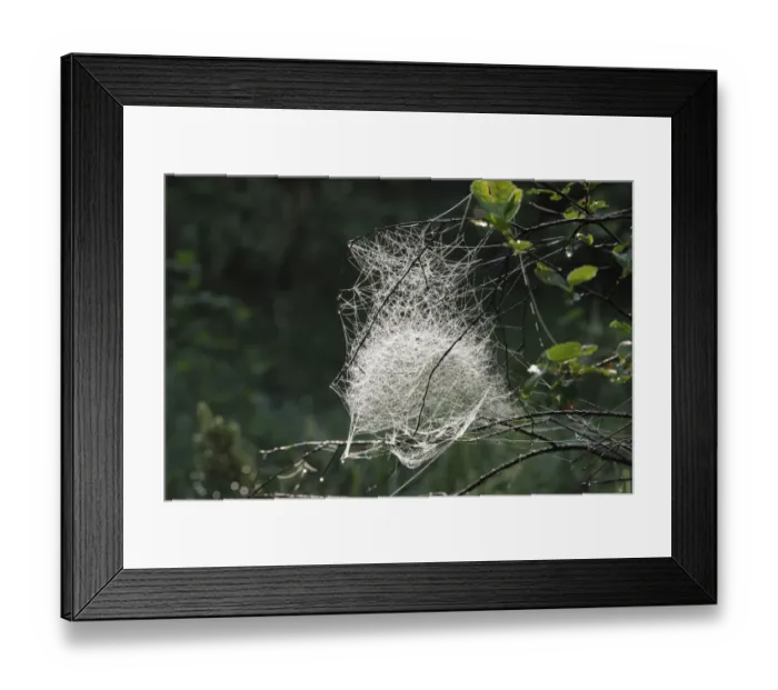 Framed Print : Spider web of a Sheet Weaver or Money Spider (Linyphiidae), Bavaria, Germany, Europe Framed Print : Spider web of a Sheet Weaver or Money Spider (Linyphiidae), Bavaria, Germany, Europe