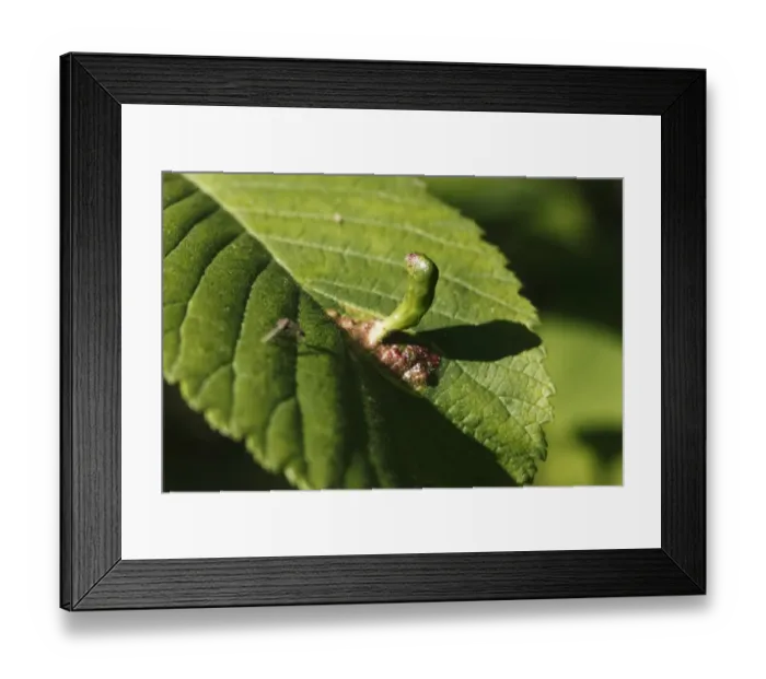 Framed Print : Gall of a Gall Wasp or Gallfly (Cynipidae), on the leaf of an Elm tree (Ulmus), Upper Bavaria, Bavaria, Germany, Europe