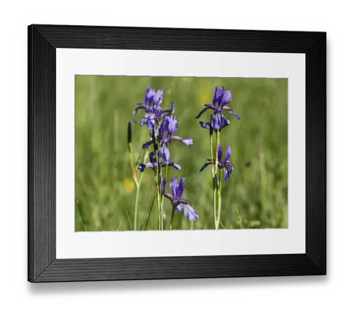 Framed Print : Siberian Iris (Iris sibirica), Bavaria, Germany, Europe Framed Print : Siberian Iris (Iris sibirica), Bavaria, Germany, Europe