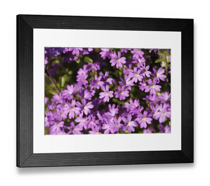 Framed Print : Fairy Foxglove, starflower (Erinus alpinus), Ireland, Europe Framed Print : Fairy Foxglove, starflower (Erinus alpinus), Ireland, Europe