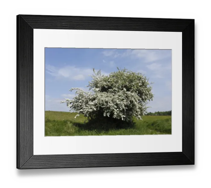 Framed Print : Common Hawthorn (Crataegus monogyna), Ireland, Europe Framed Print : Common Hawthorn (Crataegus monogyna), Ireland, Europe