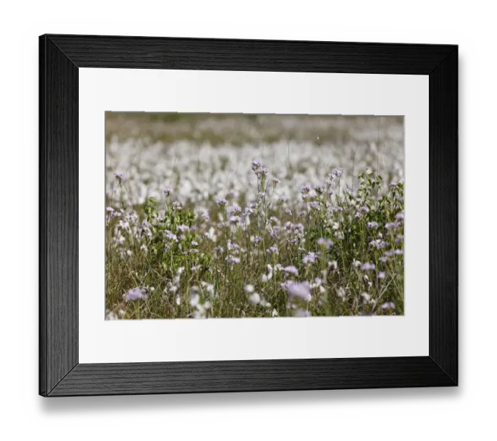 Framed Print : Cuckoo flower or Ladys smock (Cardamine pratensis), Ireland, Europe Framed Print : Cuckoo flower or Ladys smock (Cardamine pratensis), Ireland, Europe