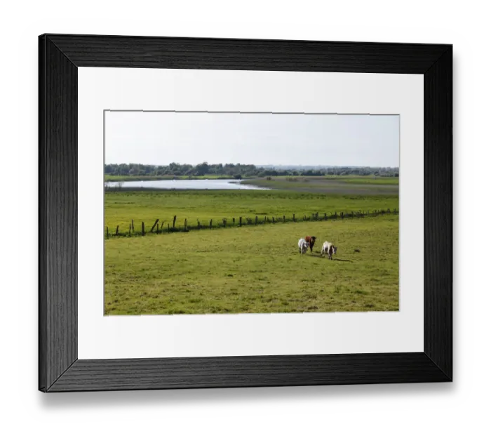 Framed Print : Cattle on a pasture in front of the Shannon River, Clonmacnoise, County Offaly, Leinster, Republic of Ireland, Europe Framed Print : Cattle on a pasture in front of the Shannon River, Clonmacnoise, County Offaly, Leinster, Republic of Ireland, Europe
