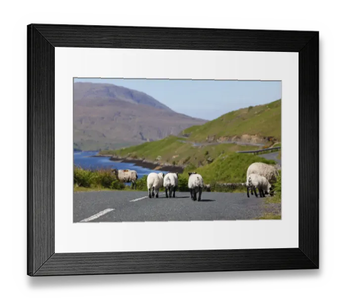 Framed Print : Lambs on a country road, Killary Harbour, County Mayo, Connacht province, Republic of Ireland, Europe Framed Print : Lambs on a country road, Killary Harbour, County Mayo, Connacht province, Republic of Ireland, Europe