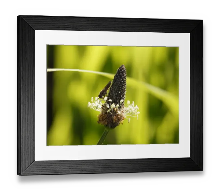 Framed Print : English plantain (Plantago lanceolata), blossom with a hover fly, Republic of Ireland, Europe Framed Print : English plantain (Plantago lanceolata), blossom with a hover fly, Republic of Ireland, Europe