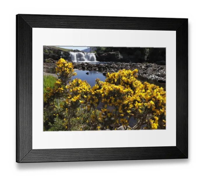 Framed Print : Common gorse (Ulex europaeus), Aasleagh Falls, Connemara, County Mayo, Republic of Ireland, Europe Framed Print : Common gorse (Ulex europaeus), Aasleagh Falls, Connemara, County Mayo, Republic of Ireland, Europe