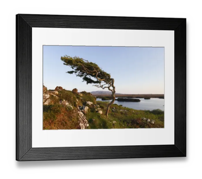 Framed Print : Wind-formed tree, Emlaghmore, Connemara, County Galway, Republic of Ireland, Europe Framed Print : Wind-formed tree, Emlaghmore, Connemara, County Galway, Republic of Ireland, Europe
