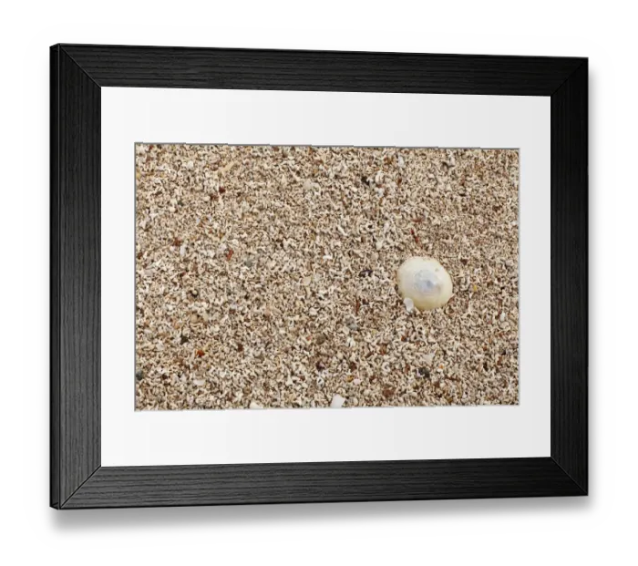 Framed Print : Coral sand, Mannin Bay, Ballyconneely, Connemara, County Galway, Republic of Ireland, Europe Framed Print : Coral sand, Mannin Bay, Ballyconneely, Connemara, County Galway, Republic of Ireland, Europe