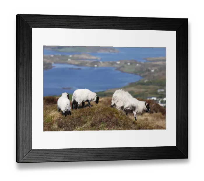 Framed Print : Sheep, Connemara National Park, County Galway, Republic of Ireland, Europe