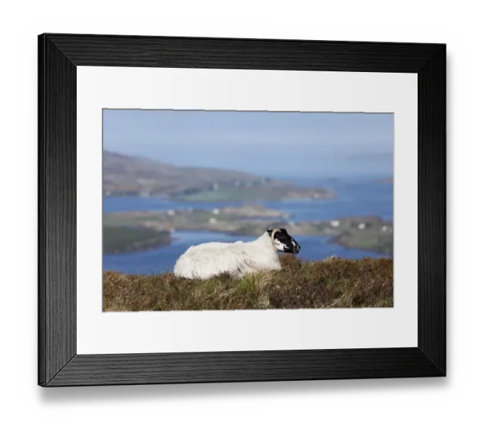Framed Print : Sheep, Connemara National Park, County Galway, Republic of Ireland, Europe Framed Print : Sheep, Connemara National Park, County Galway, Republic of Ireland, Europe