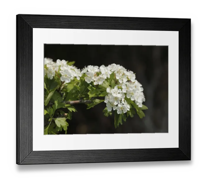 Framed Print : Common hawthorn (Crataegus monogyna), Ireland, Europe Framed Print : Common hawthorn (Crataegus monogyna), Ireland, Europe