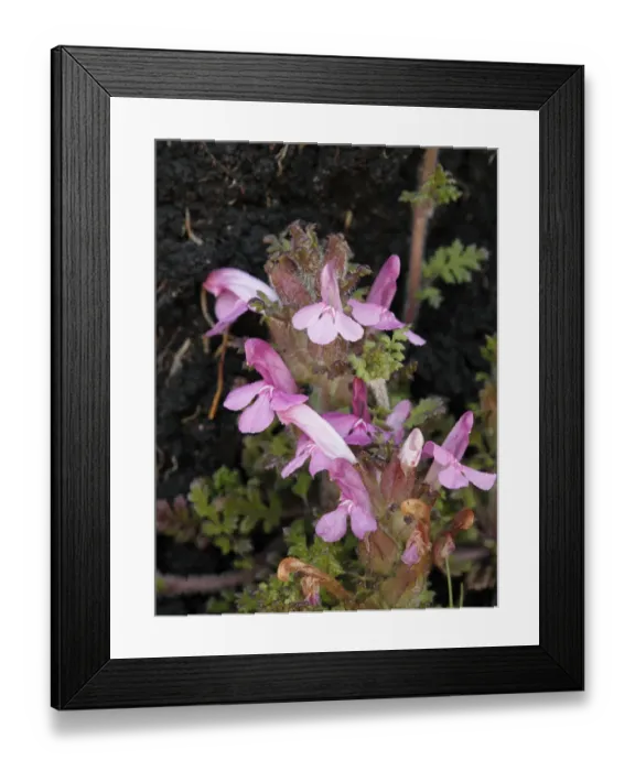 Framed Print : Common Lousewort (Pedicularis sylvatica), Connemara, County Galway, Republic of Ireland, Europe Framed Print : Common Lousewort (Pedicularis sylvatica), Connemara, County Galway, Republic of Ireland, Europe
