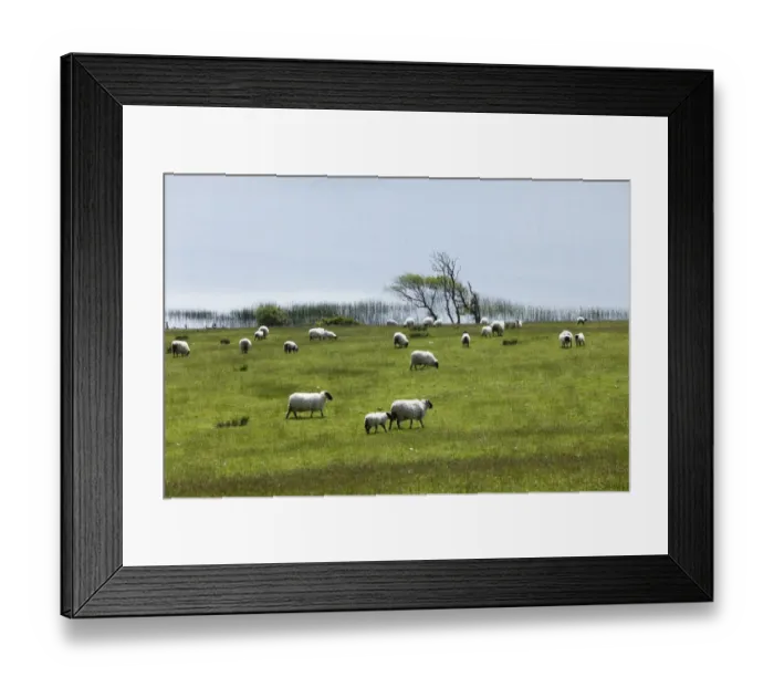 Framed Print : Flock of sheep on pasture, Ballynakill Lake, Connemara, County Galway, Republic of Ireland, Europe