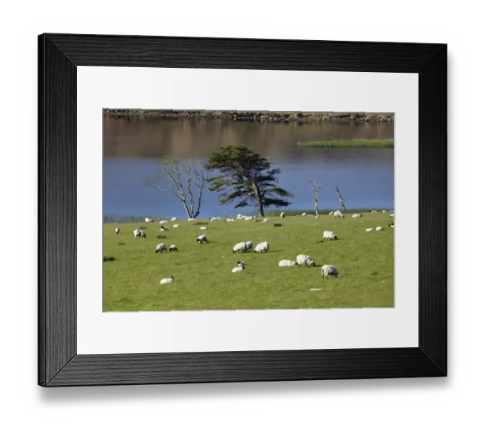 Framed Print : Flock of sheep on pasture, Ballynakill Lake, Connemara, County Galway, Republic of Ireland, Europe Framed Print : Flock of sheep on pasture, Ballynakill Lake, Connemara, County Galway, Republic of Ireland, Europe