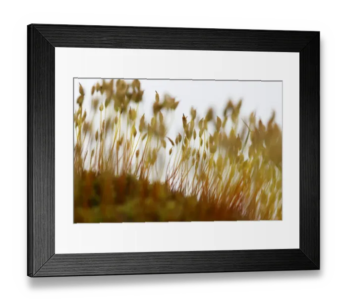 Framed Print : Spore capsules of moss, Republic of Ireland, Europe