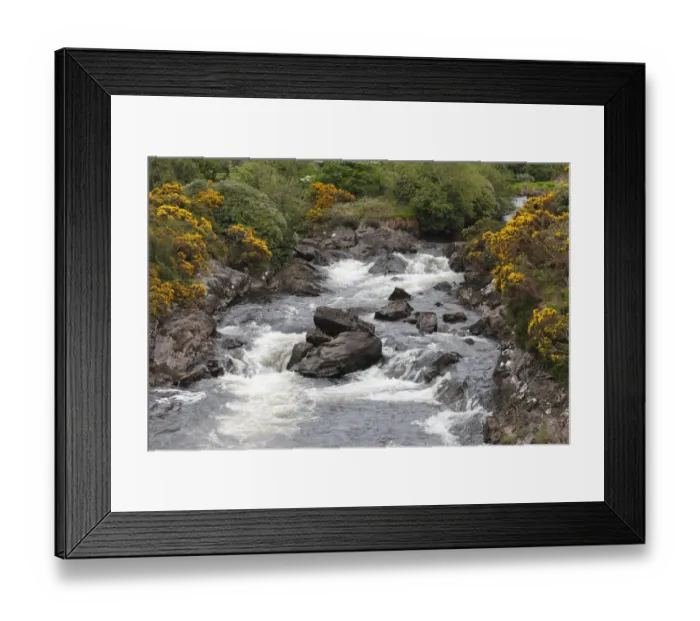 Framed Print : Bach with gorse near Tully Cross, Connemara, County Galway, Republic of Ireland, Europe Framed Print : Bach with gorse near Tully Cross, Connemara, County Galway, Republic of Ireland, Europe