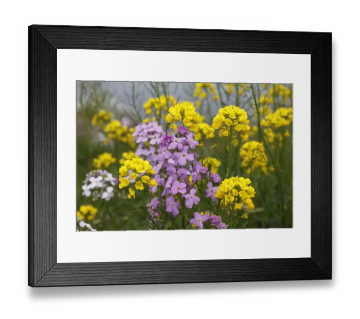Framed Print : DameaAs Rocket, Damask Violet or Night Scented Gilliflower (Hesperis matronalis) and Rapeseed (Brassica napus), Republic of Ireland, Europe Framed Print : DameaAs Rocket, Damask Violet or Night Scented Gilliflower (Hesperis matronalis) and Rapeseed (Brassica napus), Republic of Ireland, Europe