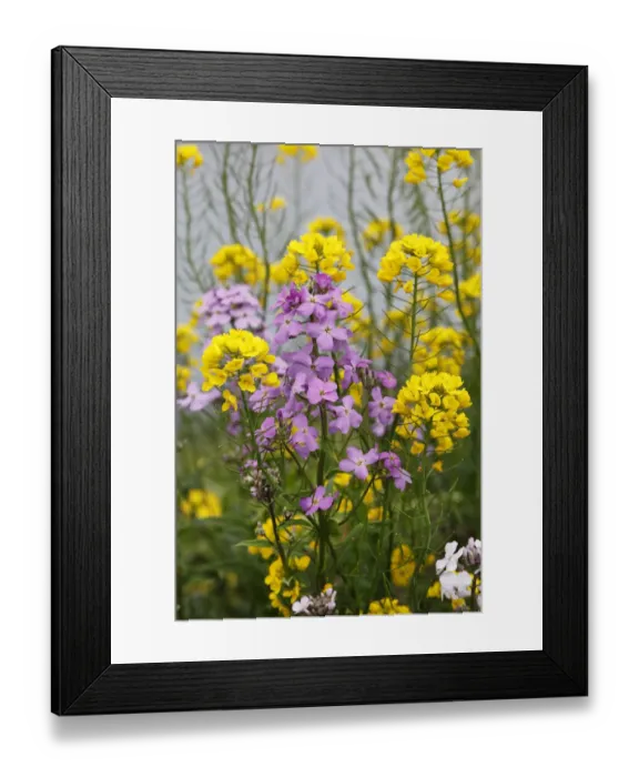 Framed Print : DameaAs Rocket, Damask Violet or Night Scented Gilliflower (Hesperis matronalis) and Rapeseed (Brassica napus), Republic of Ireland, Europe Framed Print : DameaAs Rocket, Damask Violet or Night Scented Gilliflower (Hesperis matronalis) and Rapeseed (Brassica napus), Republic of Ireland, Europe