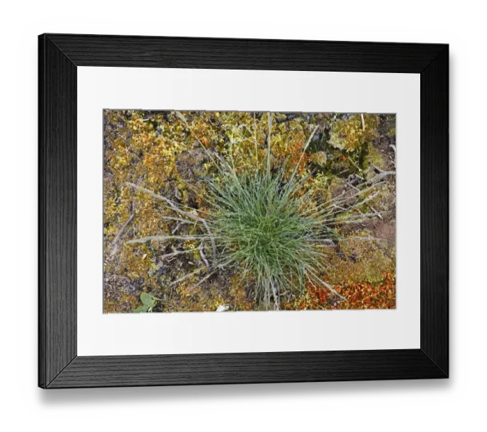 Framed Print : Tuft of grass with rain drops, Burren National Park, County Clare, Ireland, Europe Framed Print : Tuft of grass with rain drops, Burren National Park, County Clare, Ireland, Europe
