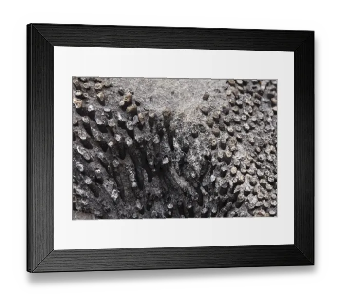 Framed Print : Fossils in limestone, Burren National Park, County Clare, Ireland, Europe Framed Print : Fossils in limestone, Burren National Park, County Clare, Ireland, Europe