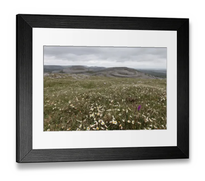 Framed Print : Meadow with Mountain Avens or White Dryas (Dryas octopetala), Burren National Park, County Clare, Ireland, Europe Framed Print : Meadow with Mountain Avens or White Dryas (Dryas octopetala), Burren National Park, County Clare, Ireland, Europe