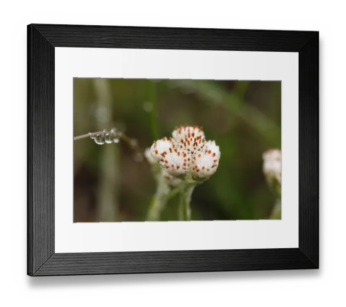 Framed Print : Flower bud of Mountain Everlasting or Catsfoot (Antennaria dioica), Burren, County Clare, Ireland, Europe Framed Print : Flower bud of Mountain Everlasting or Catsfoot (Antennaria dioica), Burren, County Clare, Ireland, Europe
