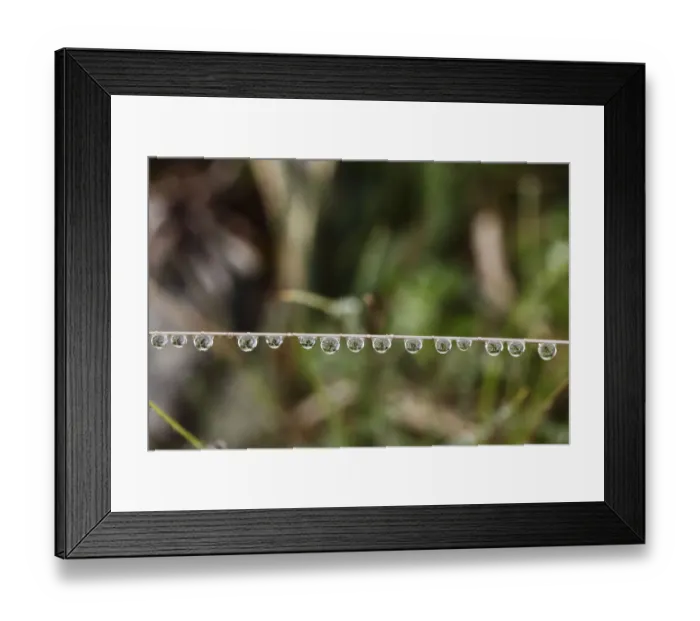 Framed Print : Water drops on a blade of grass, Ireland, Europe Framed Print : Water drops on a blade of grass, Ireland, Europe