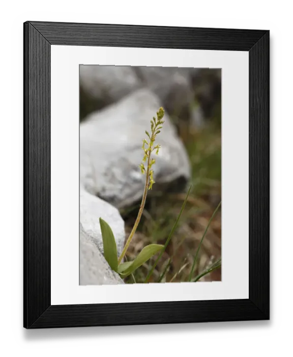 Framed Print : European Common Twayblade (Listera ovata), orchid, Burren, Ireland, Europe