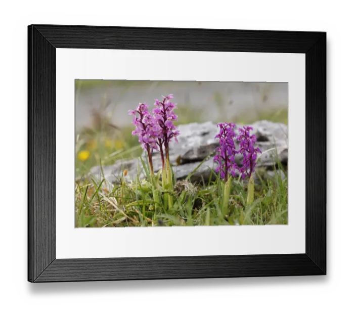 Framed Print : Early Purple Orchid (Orchis mascula), Burren, County Clare, Ireland, Europe Framed Print : Early Purple Orchid (Orchis mascula), Burren, County Clare, Ireland, Europe