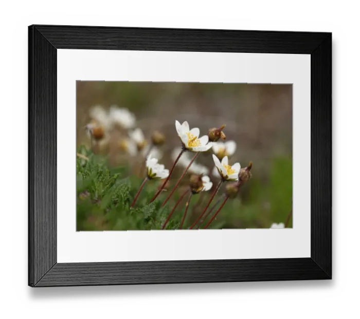 Framed Print : Mountain Avens or White Dryas (Dryas octopetala), Burren, Ireland, Europe Framed Print : Mountain Avens or White Dryas (Dryas octopetala), Burren, Ireland, Europe