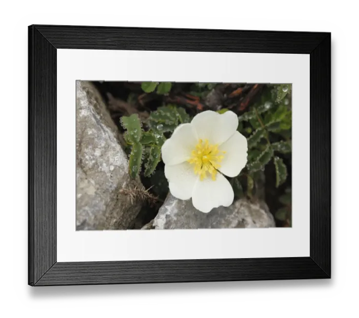 Framed Print : Flower of Burnet Rose (Rosa pimpinellifolia), Burren, County Clare, Ireland, Europe Framed Print : Flower of Burnet Rose (Rosa pimpinellifolia), Burren, County Clare, Ireland, Europe