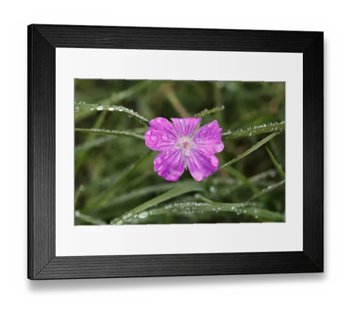Framed Print : Flower of Bloody Cranesbill (Geranium sanguineum) with dew, Burren, Ireland, Europe Framed Print : Flower of Bloody Cranesbill (Geranium sanguineum) with dew, Burren, Ireland, Europe