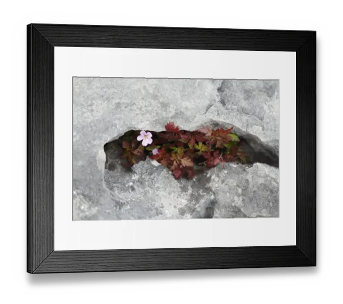 Framed Print : Herb Robert or Red Robin (Geranium robertianum) in a rock crevice, Burren, County Clare, Ireland, Europe