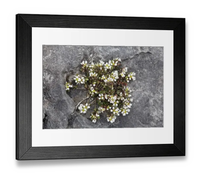 Framed Print : Common Scurvygrass (Cochlearia officinalis), Burren, Ireland, Europe
