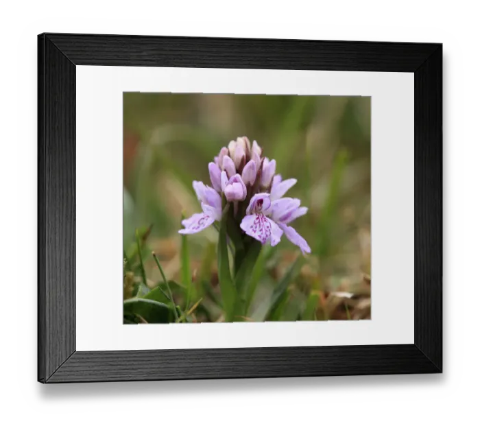 Framed Print : Heath Spotted Orchid or Moorland Spotted Orchid (Dactylorhiza maculata), Burren, Ireland, Europe Framed Print : Heath Spotted Orchid or Moorland Spotted Orchid (Dactylorhiza maculata), Burren, Ireland, Europe