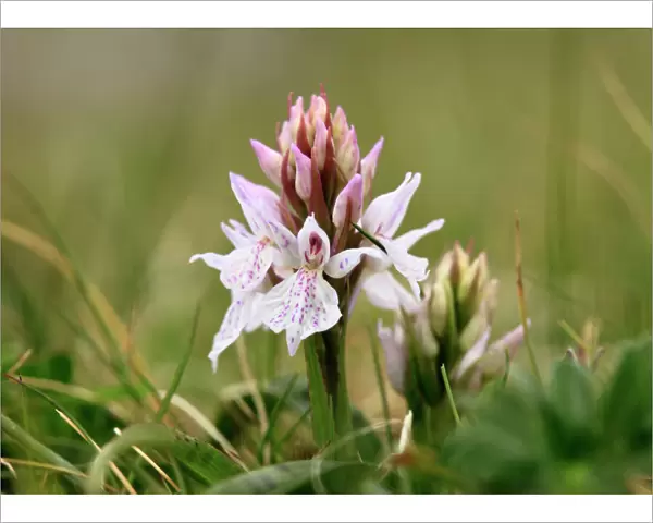 Heath Spotted Orchid or Moorland Spotted Orchid (Dactylorhiza maculata), Burren, Ireland, Europe