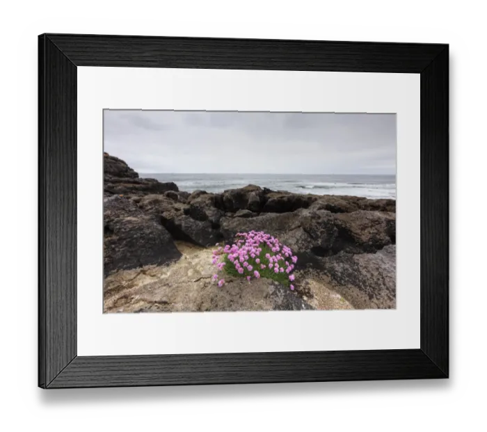Framed Print : Sea Thrift (Armeria maritima), coast near Lisdoonvarna, Burren, County Clare, Ireland, Europe Framed Print : Sea Thrift (Armeria maritima), coast near Lisdoonvarna, Burren, County Clare, Ireland, Europe
