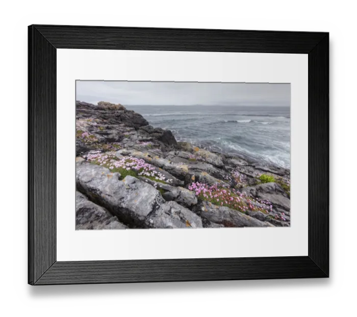 Framed Print : Sea Thrift (Armeria maritima), coast near Lisdoonvarna, Burren, County Clare, Ireland, Europe Framed Print : Sea Thrift (Armeria maritima), coast near Lisdoonvarna, Burren, County Clare, Ireland, Europe