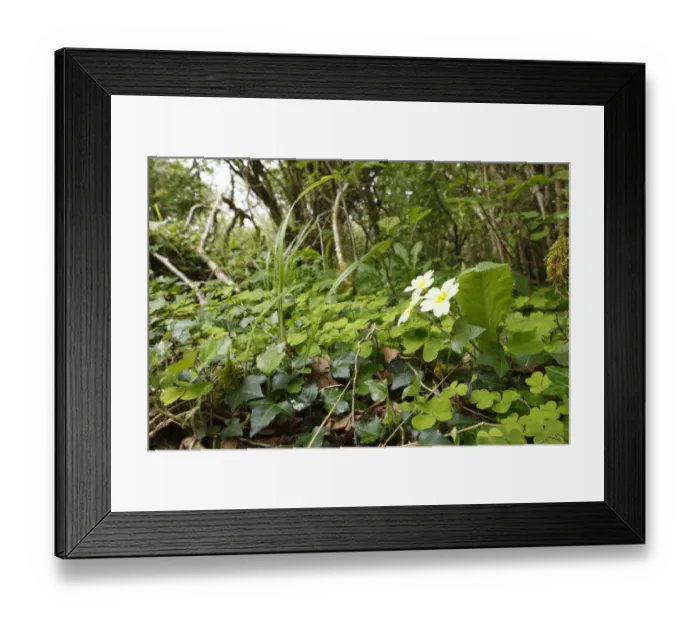 Framed Print : Herbs with primrose on the forest floor, Burren National Park, County Clare, Ireland, Europe Framed Print : Herbs with primrose on the forest floor, Burren National Park, County Clare, Ireland, Europe