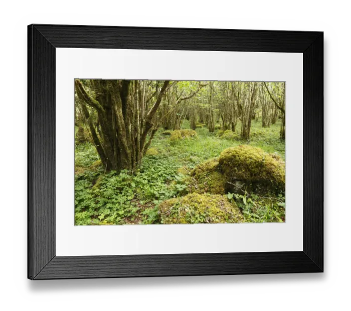 Framed Print : Hazel woods, Burren National Park, County Clare, Ireland, Europe Framed Print : Hazel woods, Burren National Park, County Clare, Ireland, Europe